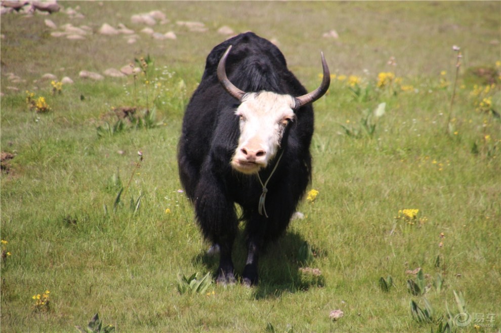 【【欢乐萌宠第六季】桑科草原上的牦牛】_宠物当家论坛图片集锦_汽车