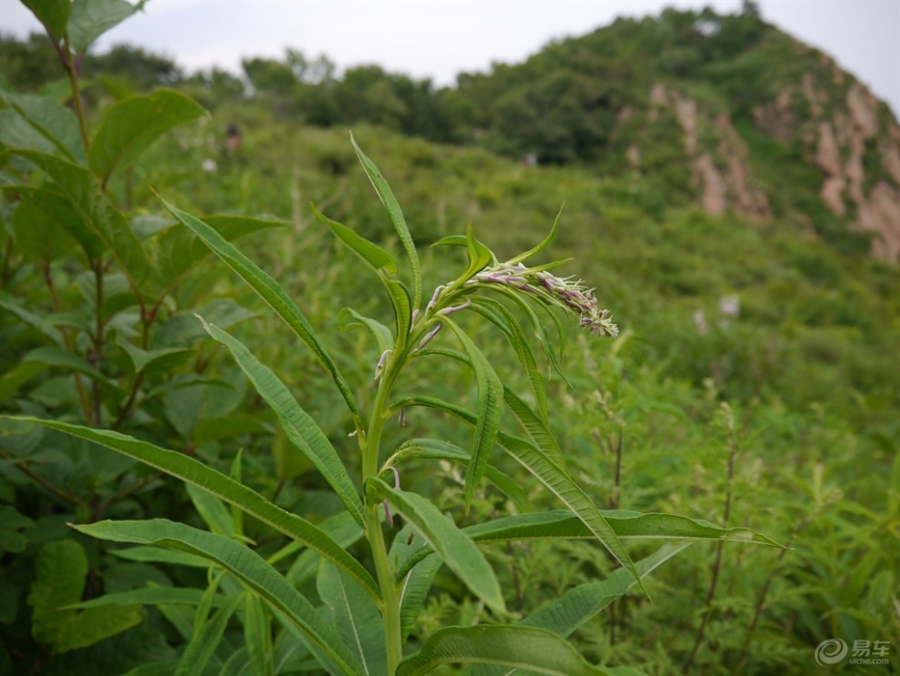 行走大黑林,遇毒蛇攔路,金蓮花盛開