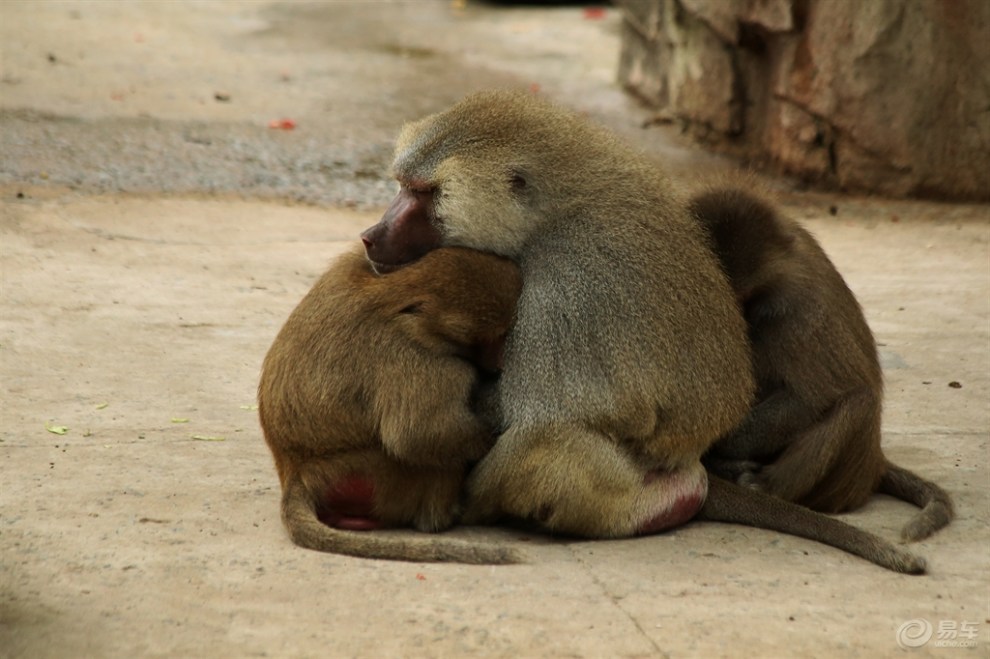 【高等猴类狒狒】_宠物当家论坛图片集锦_汽车论坛-易车网