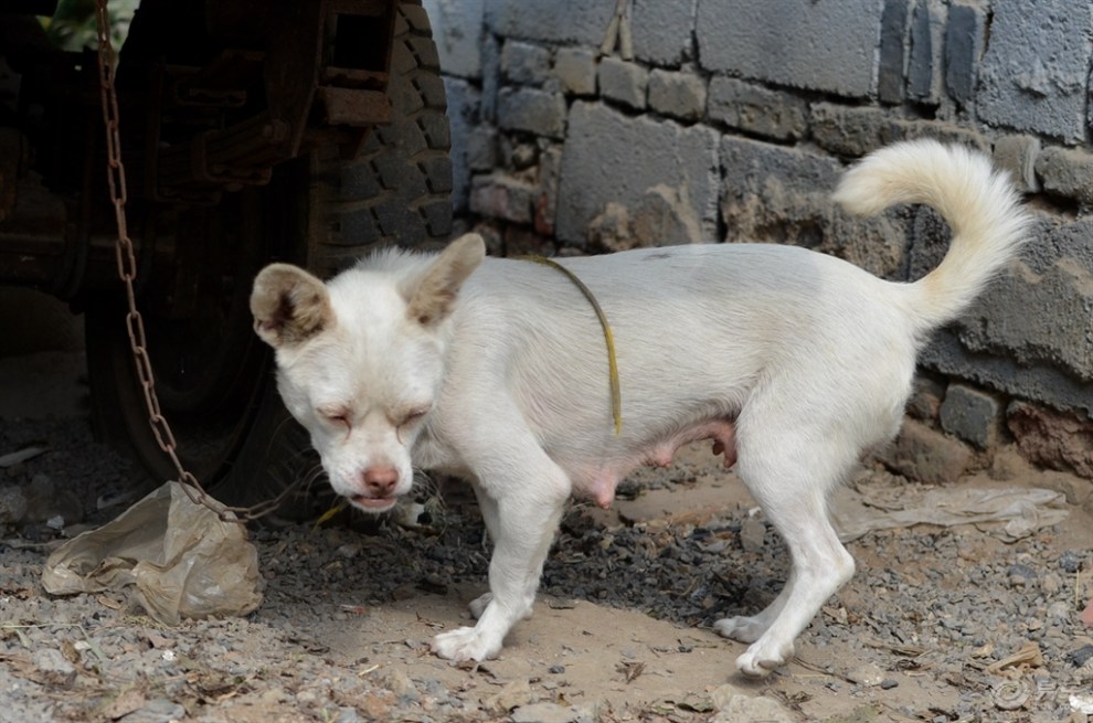 【欢乐萌宠第六季】母狗的焦急