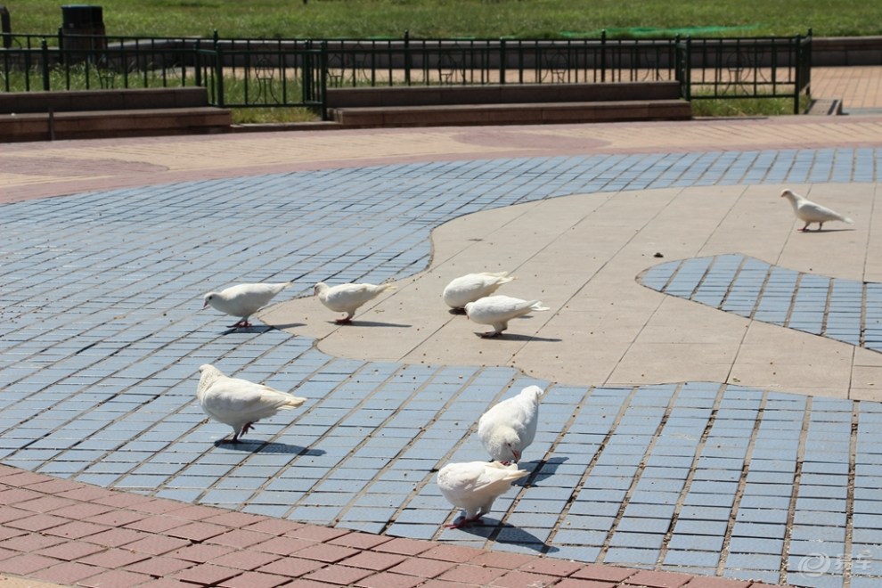 【原创首发】广场鸽