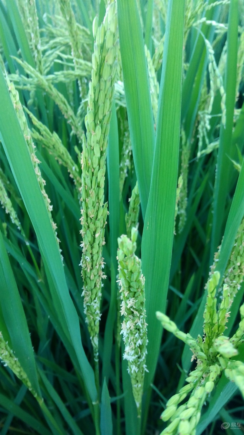 【稻花飘香】_湖南论坛图片集锦_汽车论坛-易车网