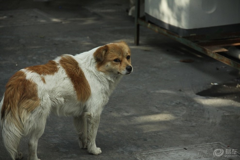 【花狗】_安徽论坛图片集锦_汽车论坛-易车网
