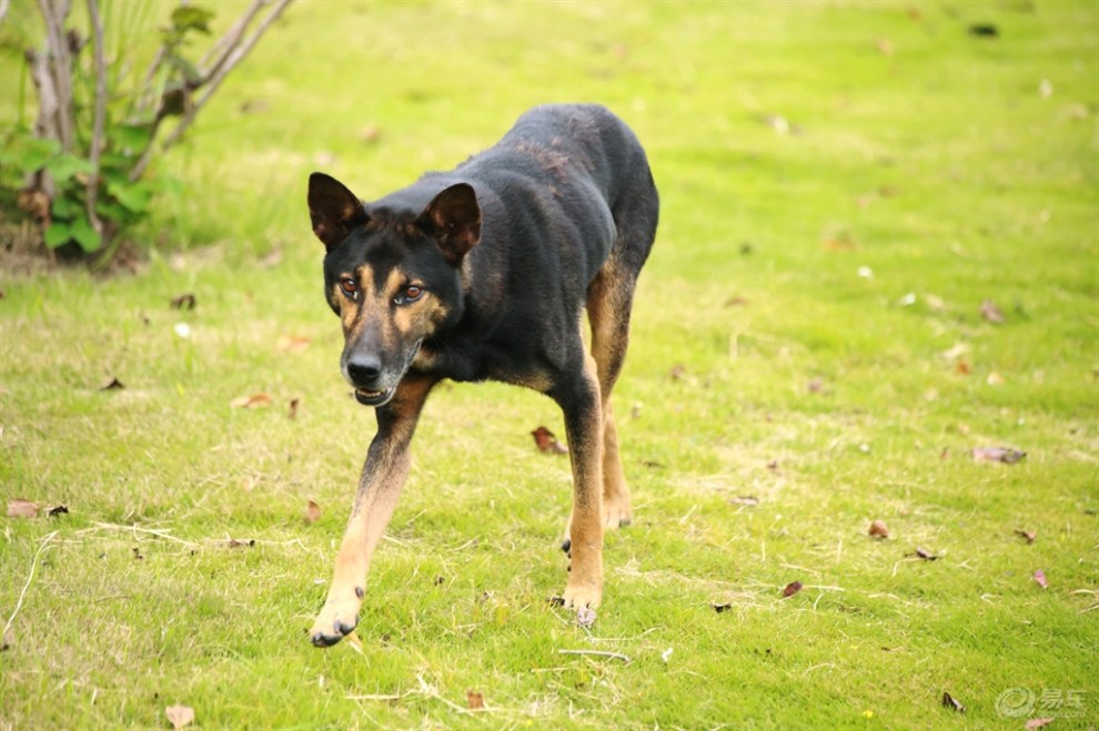 【欢乐萌宠第八季】张牙舞爪的田园犬