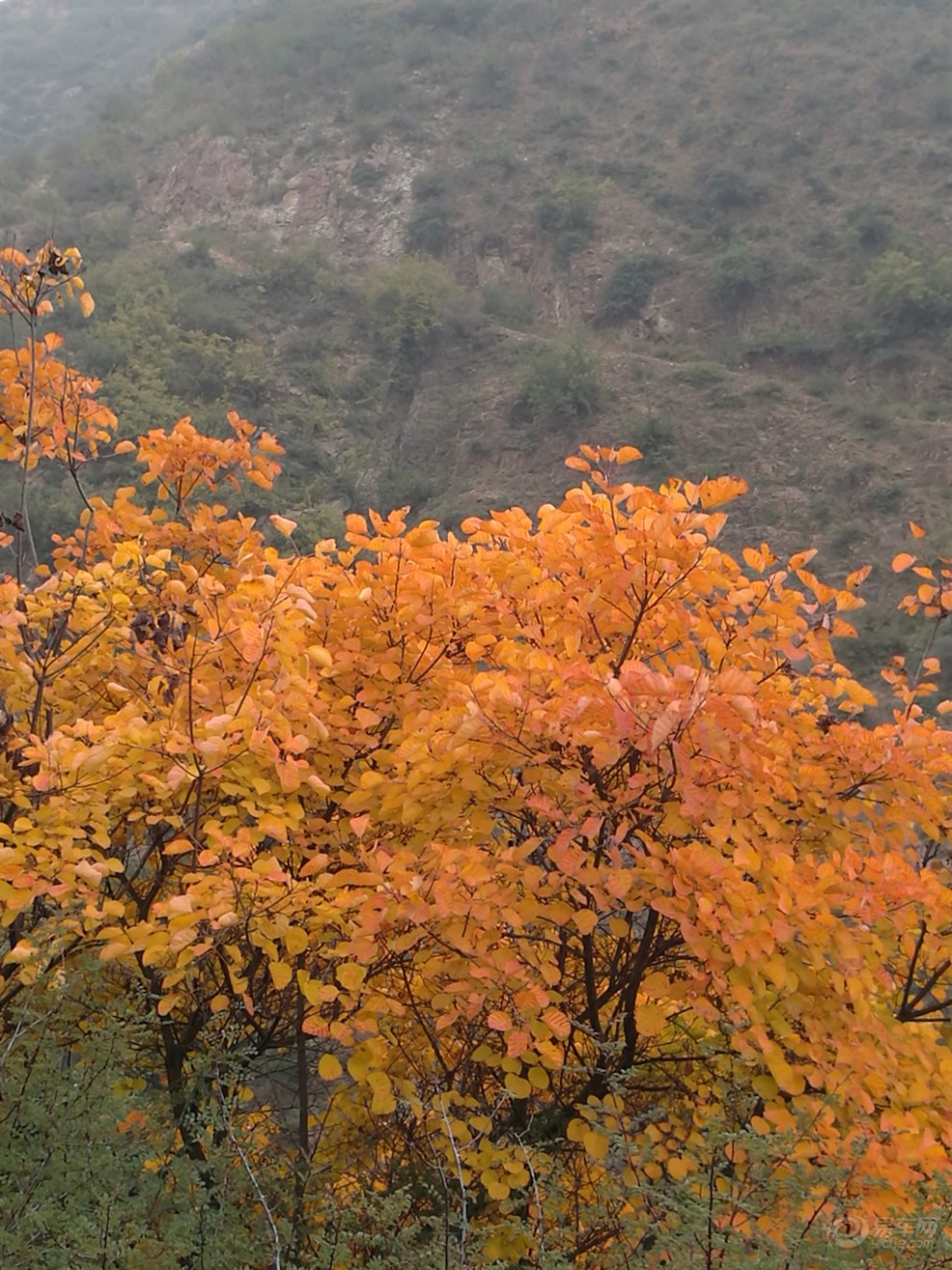 自駕遊山西絳縣紫家峪紅葉