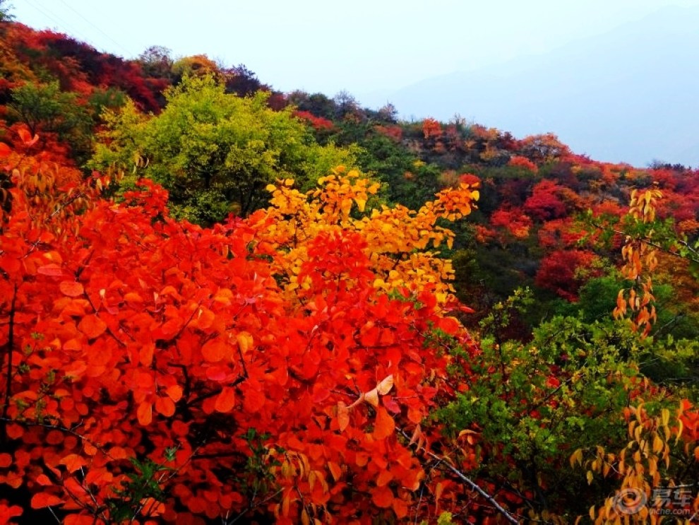 【自駕遊山西】絳縣紫家峪賞紅葉(上)