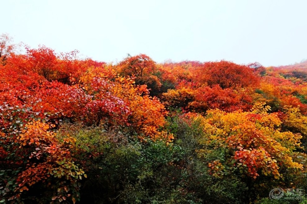 【自駕遊山西】絳縣紫家峪賞紅葉(中)