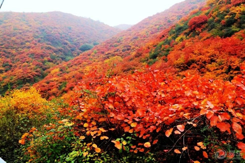 【自駕遊山西】絳縣紫家峪賞紅葉(中)