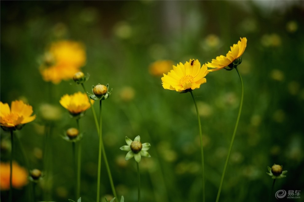 小花朵朵開