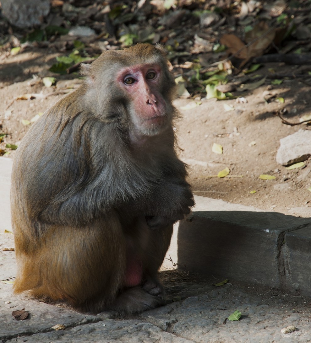 猕猴