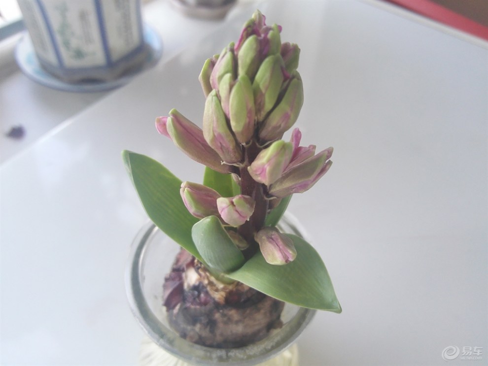 【风信子】_青海论坛图片集锦_汽车论坛-易车网