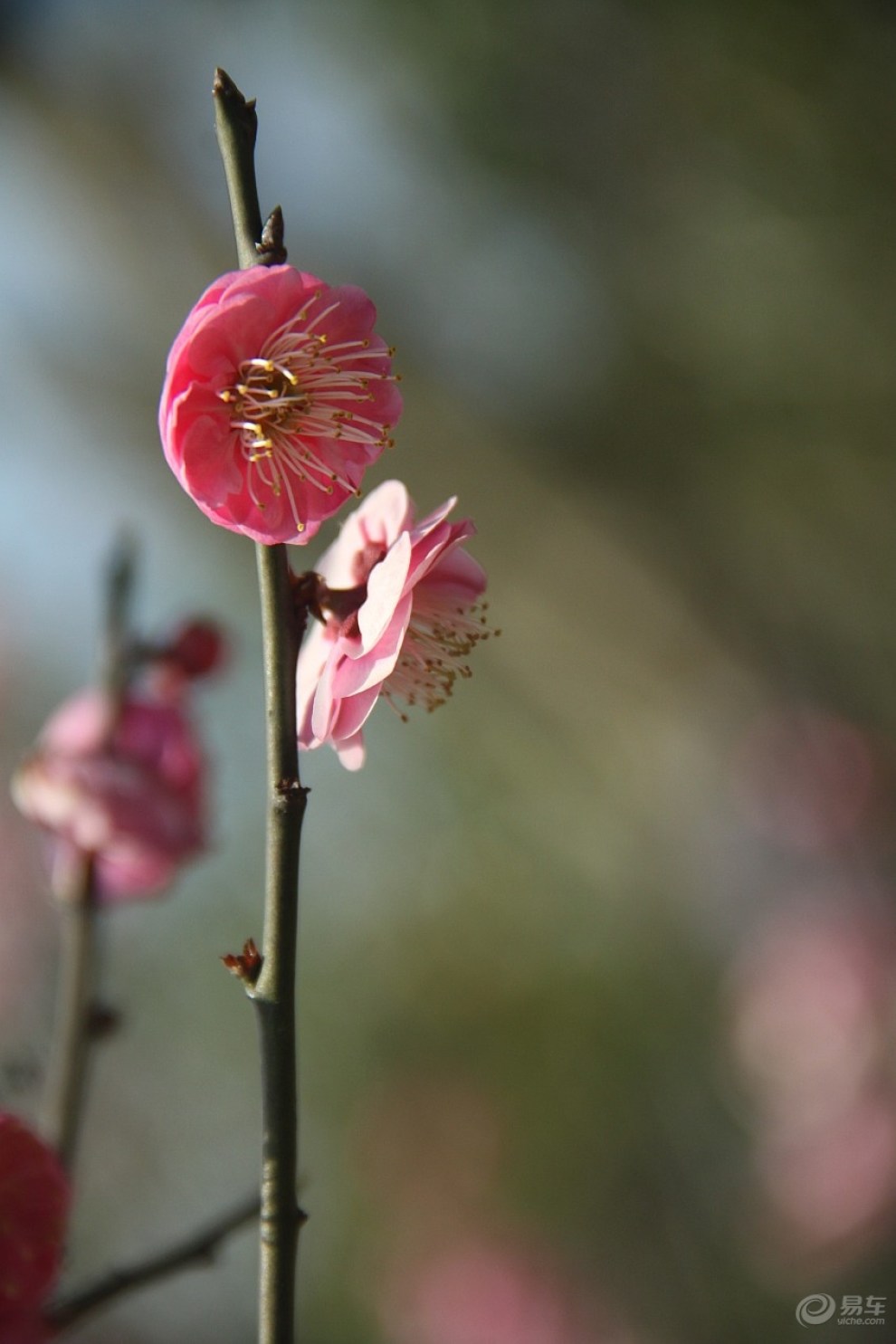 梅花朵朵開