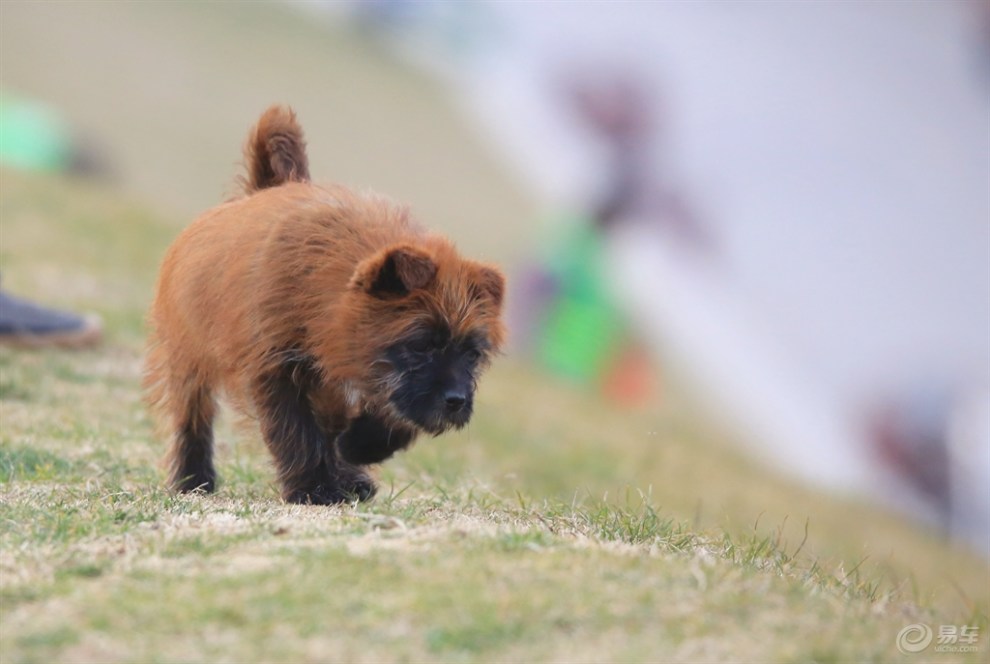【欢乐萌宠第九季】猴脸儿狗狗