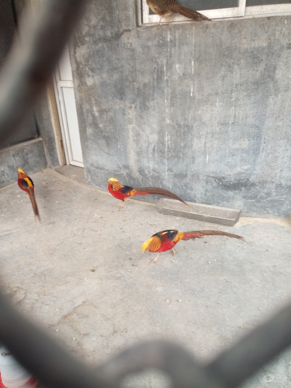 【山東長安車友會】全家總動員之森林動物園-百鳥苑