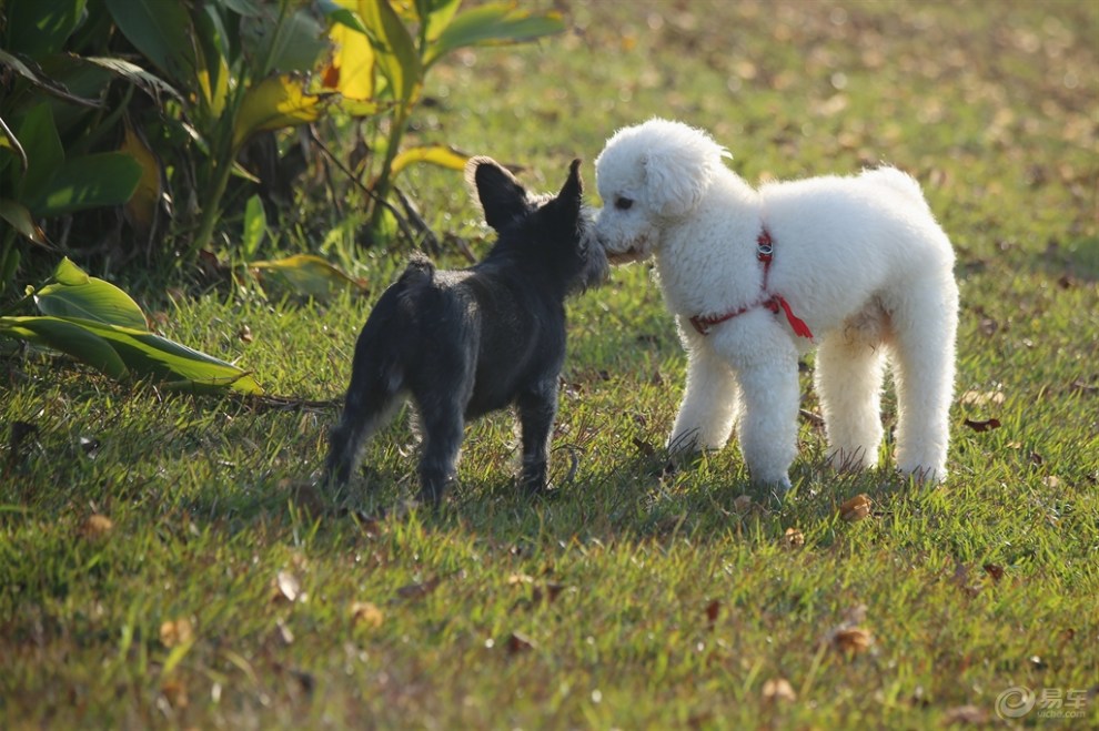 小比熊和雪纳瑞