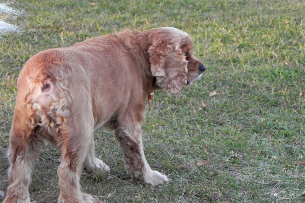 可卡猎鹬犬的特写