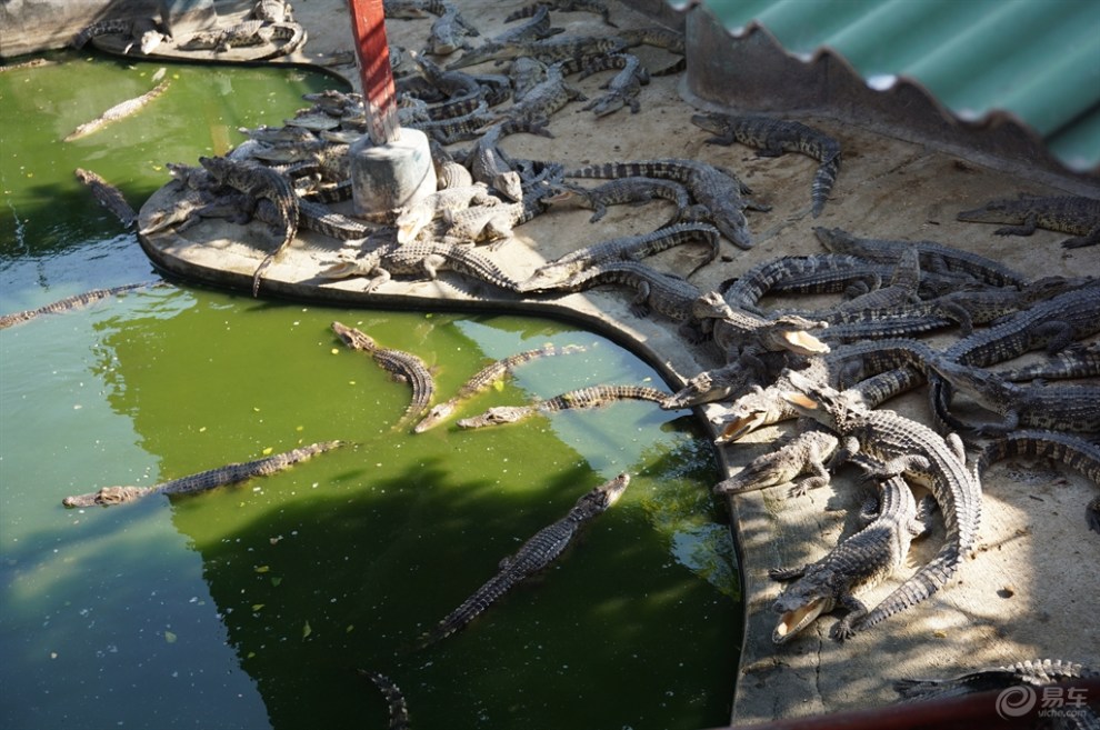 南泰鳄鱼湖动物园图片