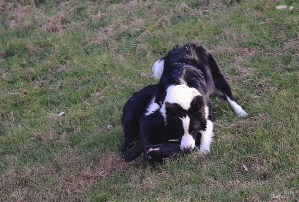 【欢乐萌宠第九季】边牧和拉布拉多的嬉戏