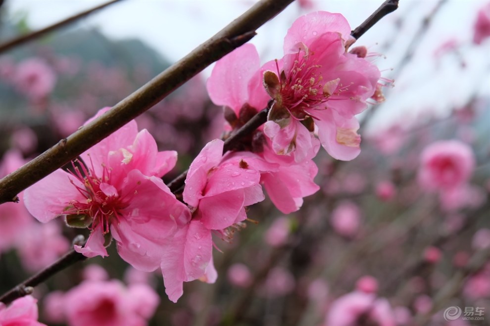 十里桃林賞桃花