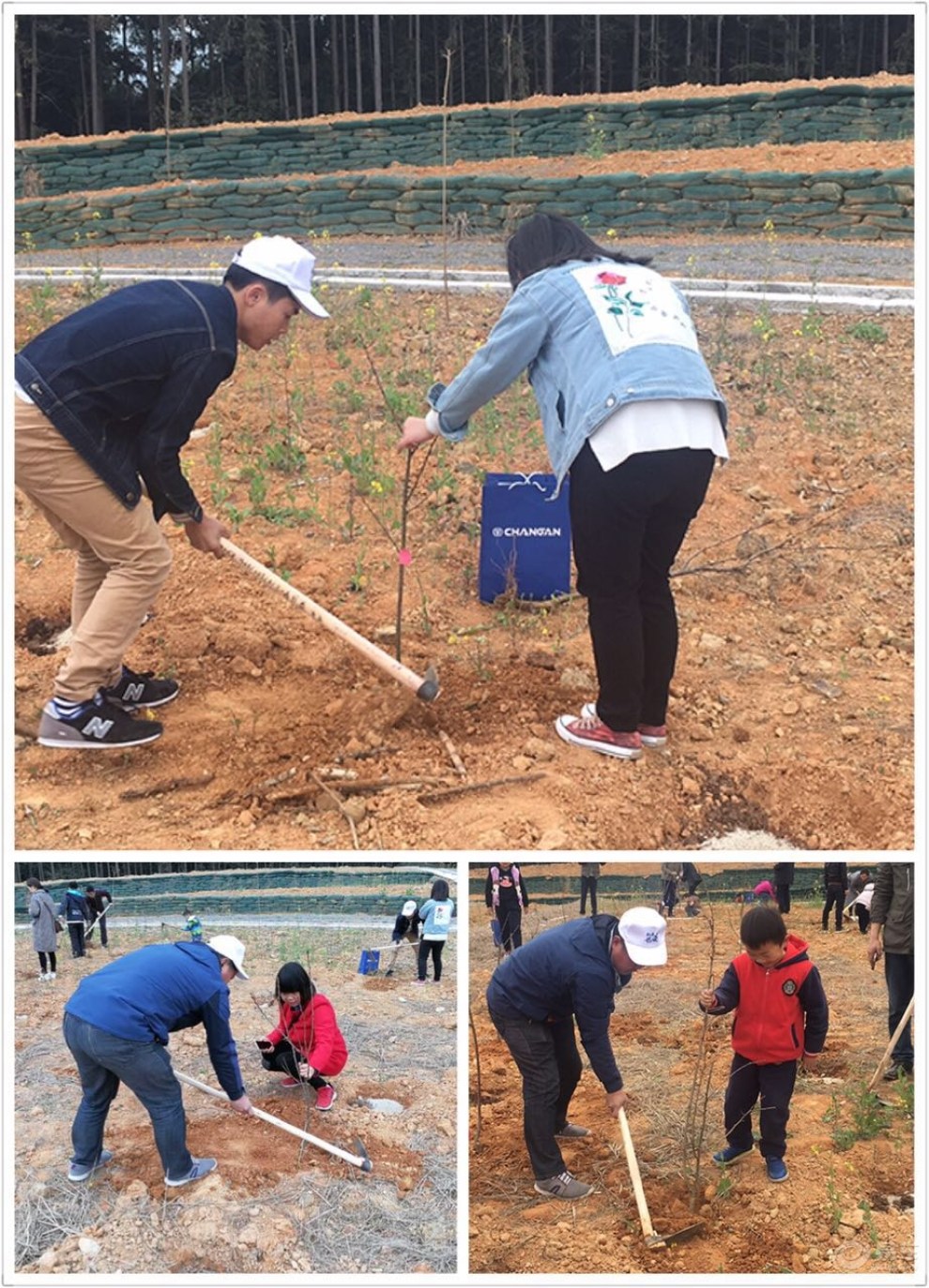 杭州植树公益活动