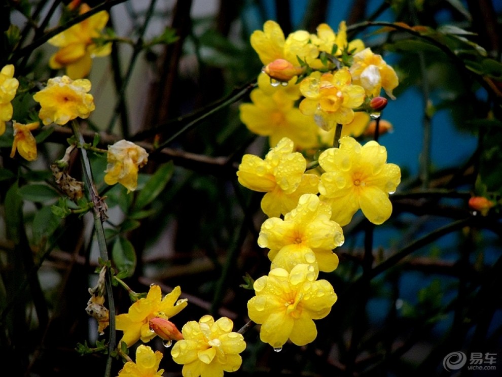 【春暖花開】迎春花敲開春天的大門