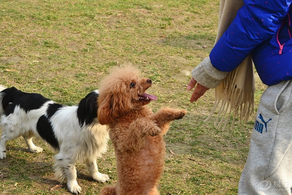 【欢乐萌宠第九季】【cd】随拍一条扑向麻麻怀抱里的萌泰迪!
