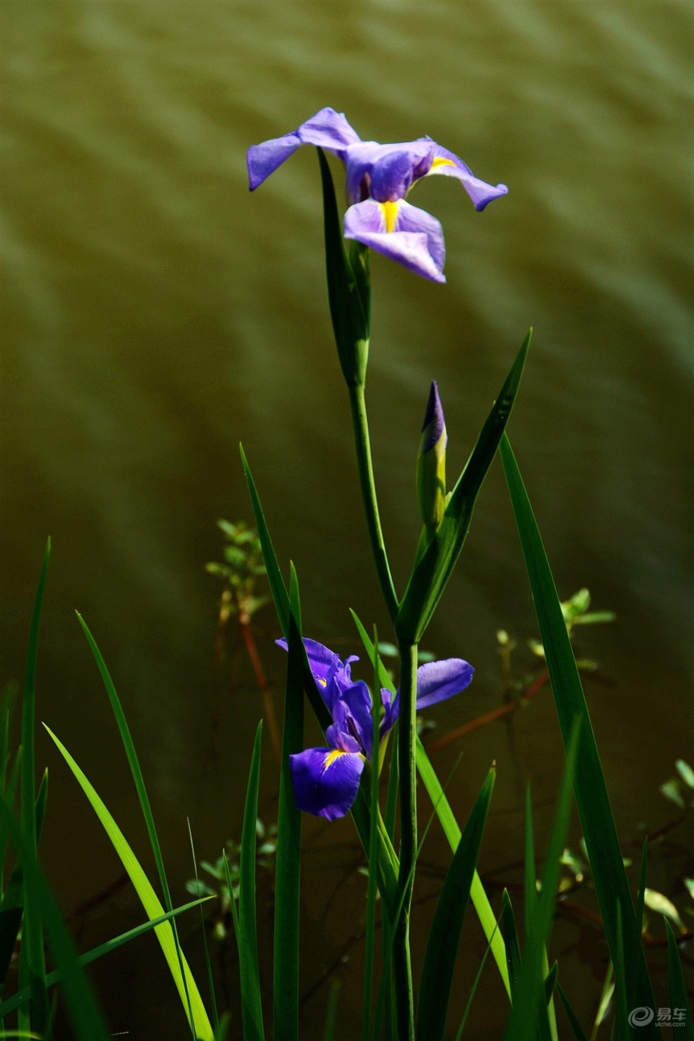 菖蒲花图片(茴香菖蒲花图片)