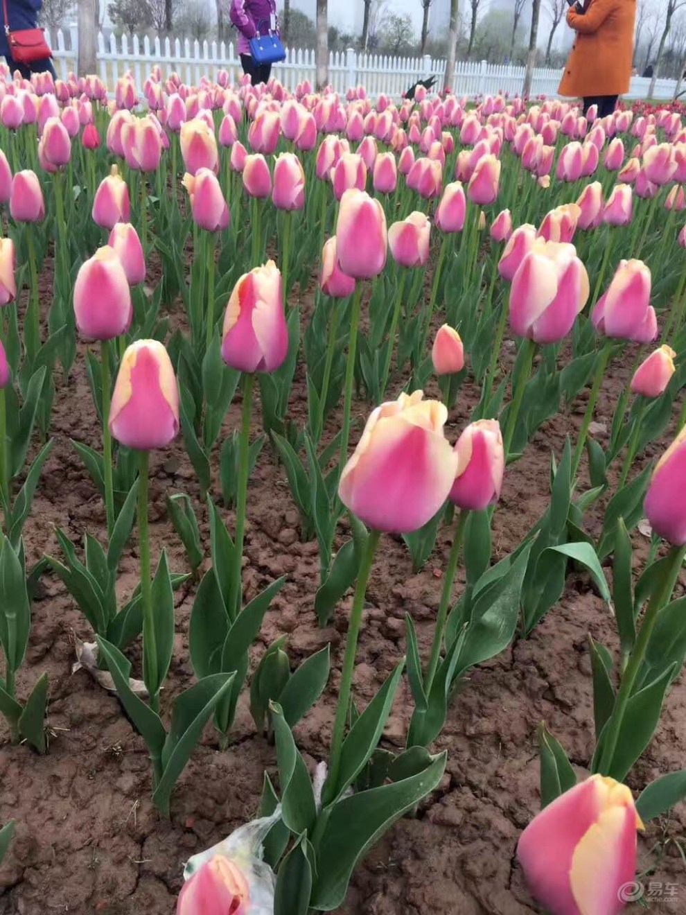 開速騰,賞鮮花——荊州濱江公園鬱金香花展遊記