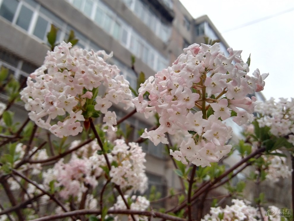 春天里的香荚蒾
