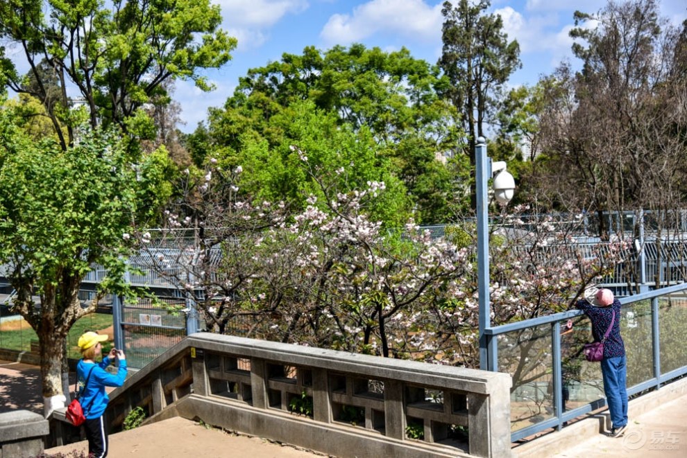 [花卉摄影】圆通花潮