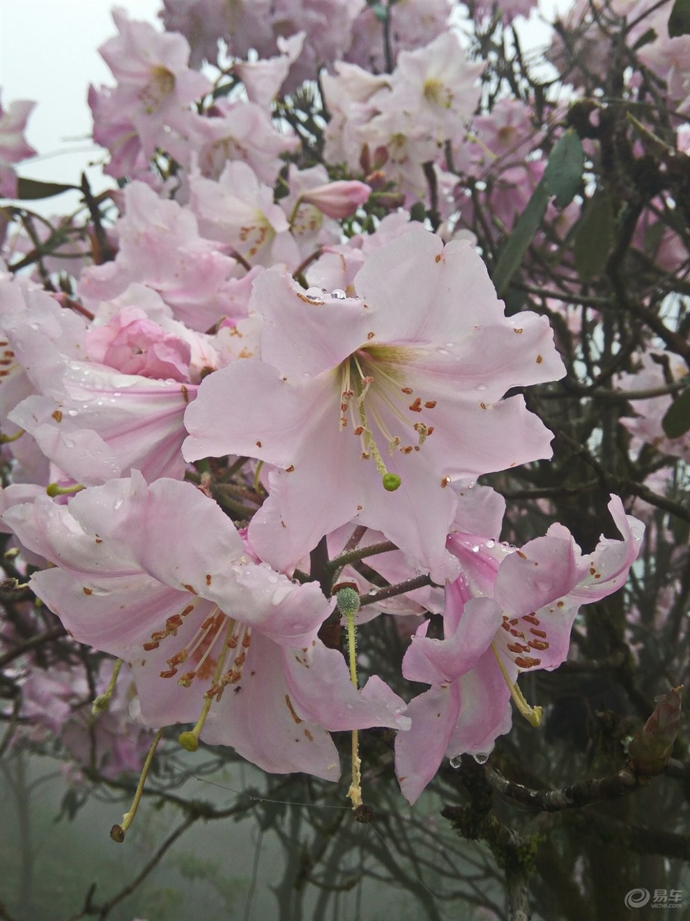 猫儿山赏杜鹃花