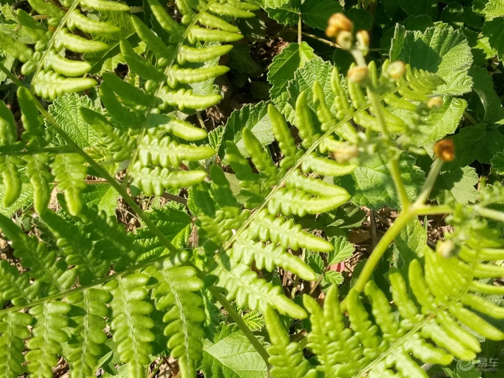 山上拍老蕨菜三