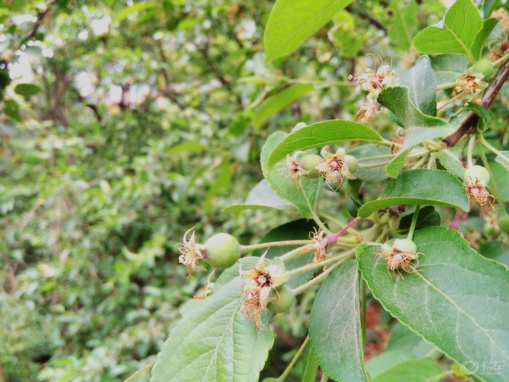 【花帮主识花】宝来论坛论坛