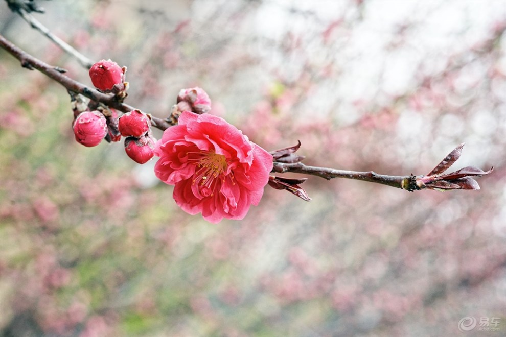【春之寄语】柳叶梅