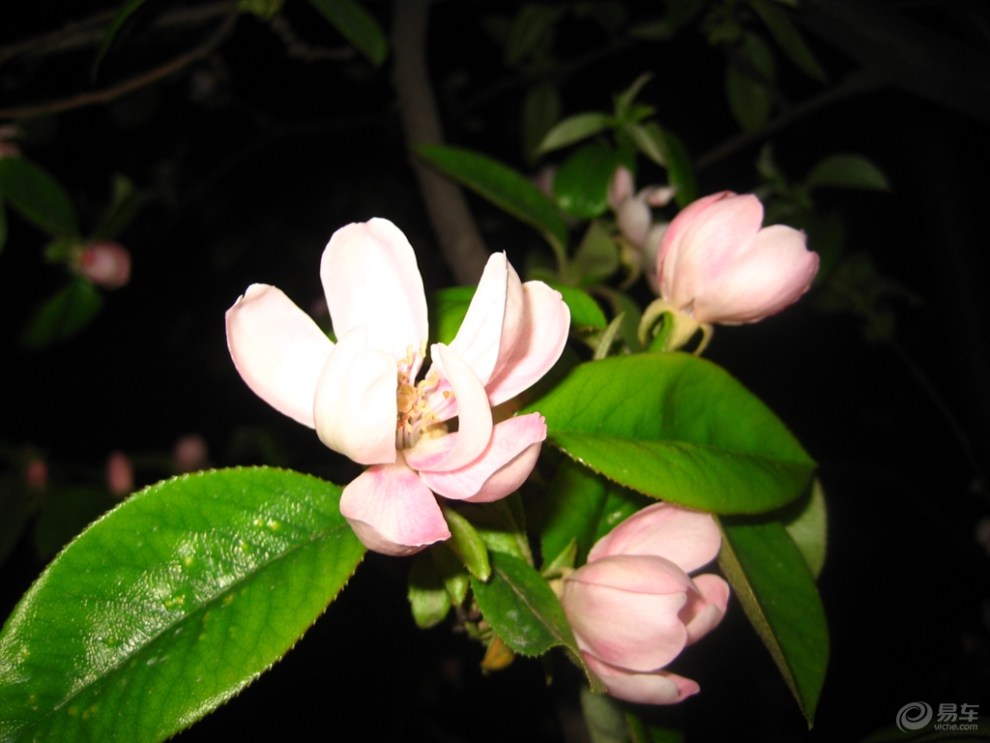 光皮木瓜花,光皮木瓜(第15页)_大山谷图库