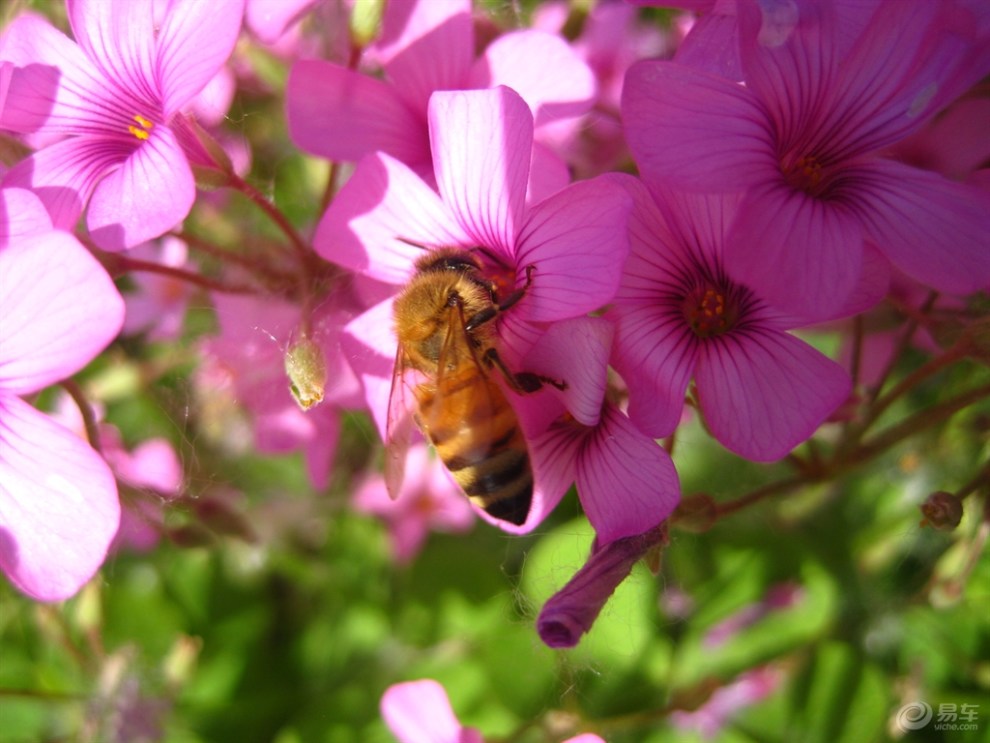 蜜蜂采蜜忙.