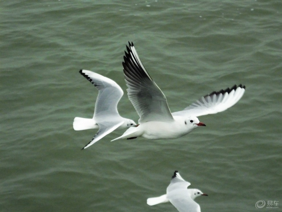 【精华帖争霸赛】【无锡cs35车友会】赏太湖风光,看沙鸥点点