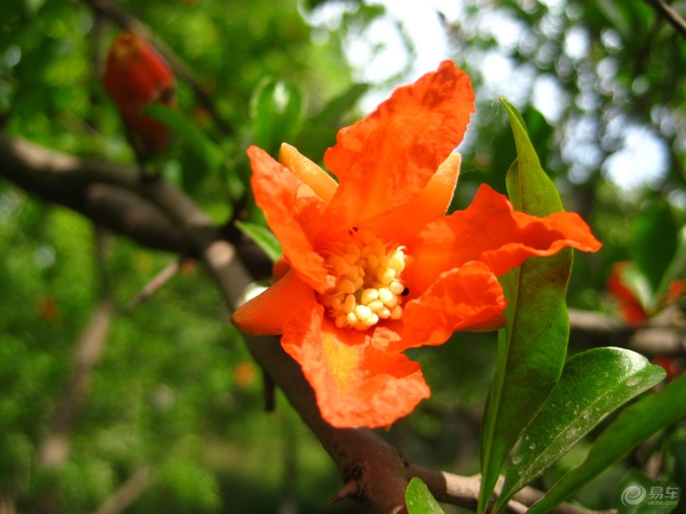 开花结果的石榴花