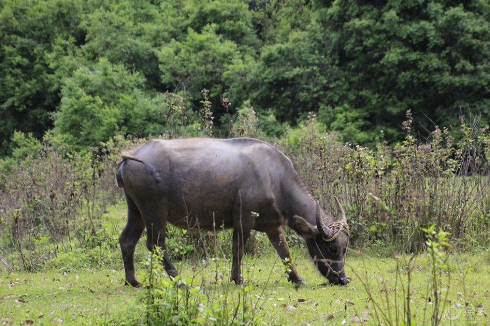 【拍动物】水牛