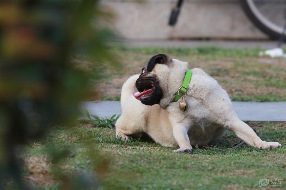 【欢乐萌宠第十一季】乘凉的狗狗