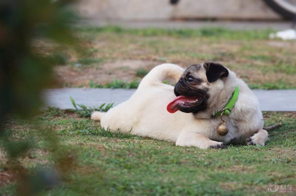 【欢乐萌宠第十一季】乘凉的狗狗