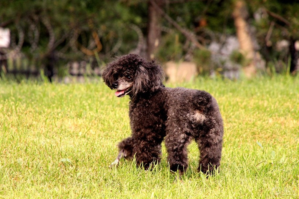 【精華大比拼】可愛的貴婦犬