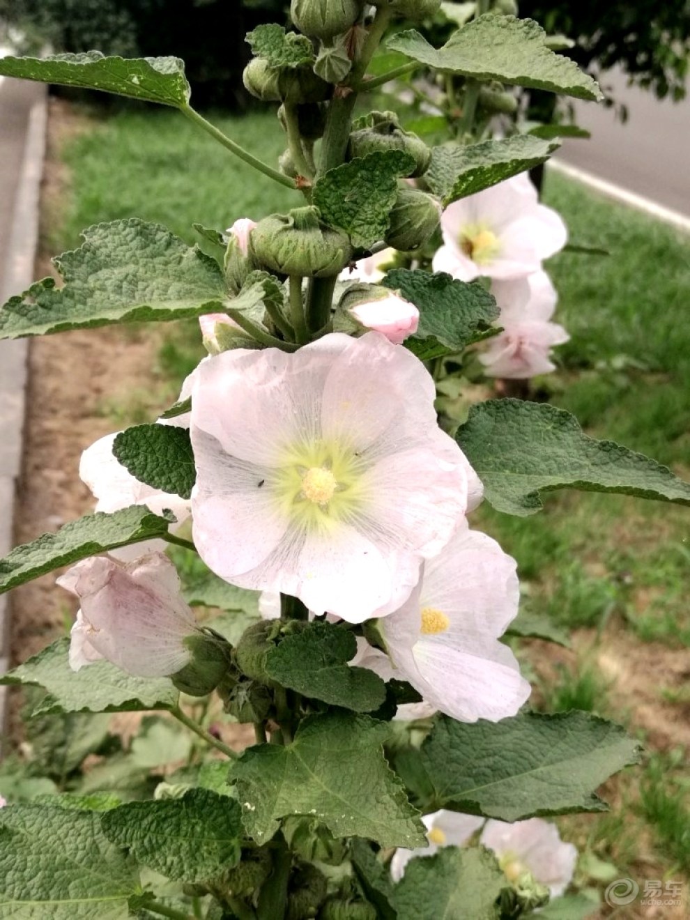 【精華帖爭霸賽】濱河路上的棋盤花