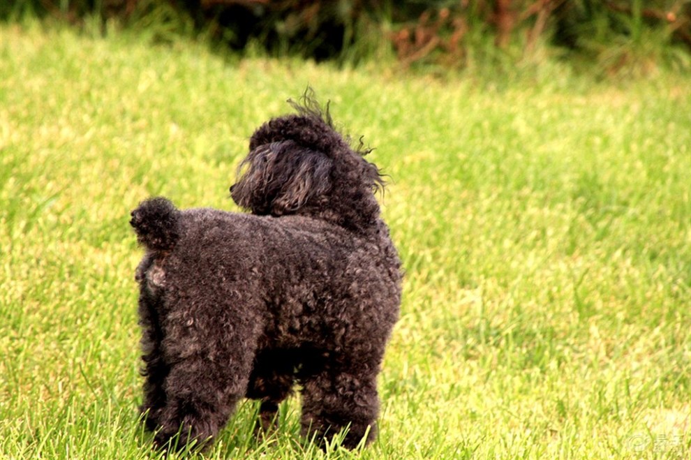 【歡樂萌寵第十一季】漂亮的貴婦犬