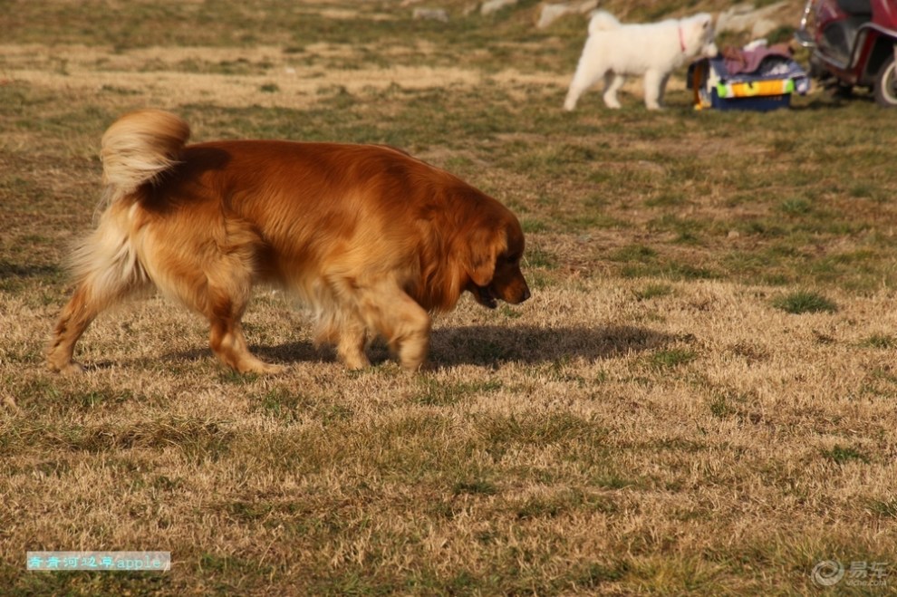 【歡樂萌寵第十一季】金毛尋回獵犬