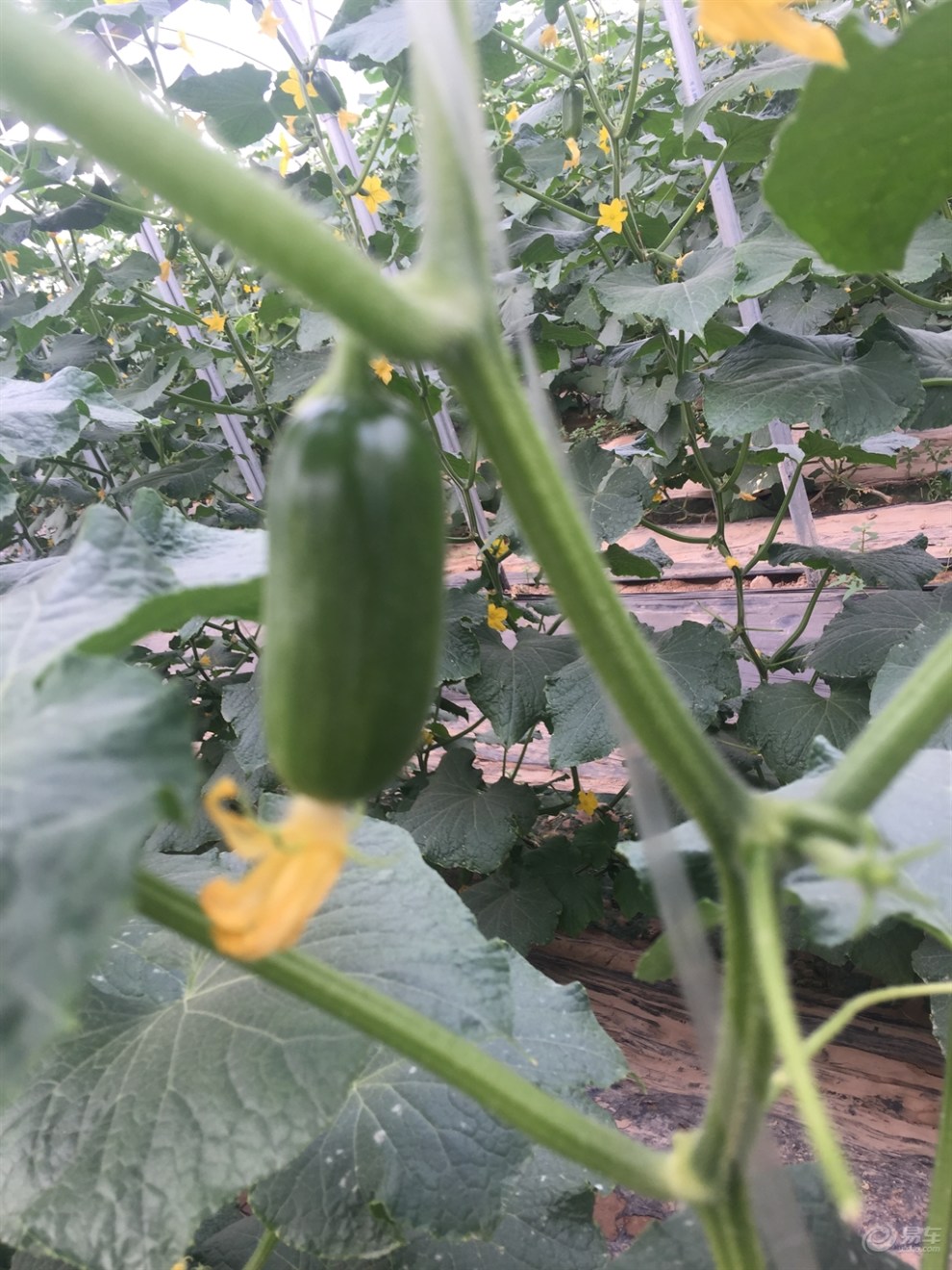 司马庄采摘园游记(跪求精华)