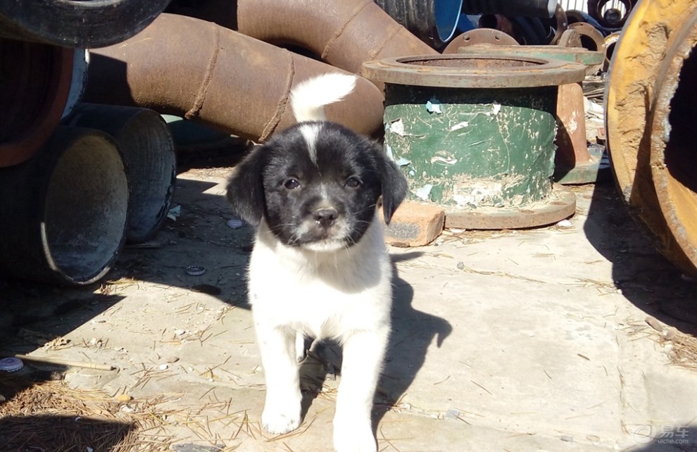 【拍狗狗】小花狗