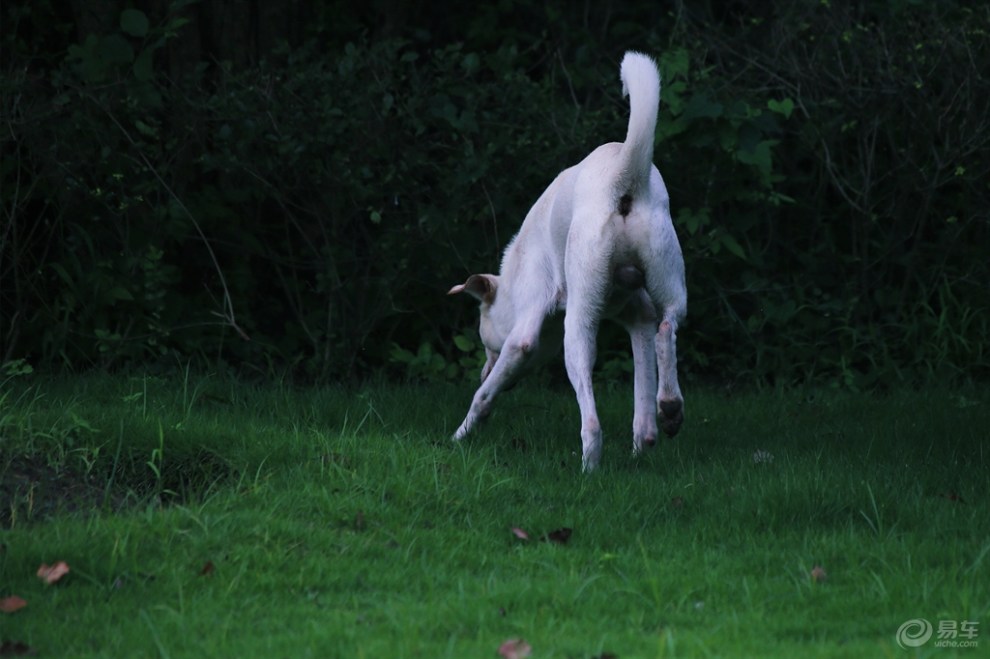 独自溜达的田园犬