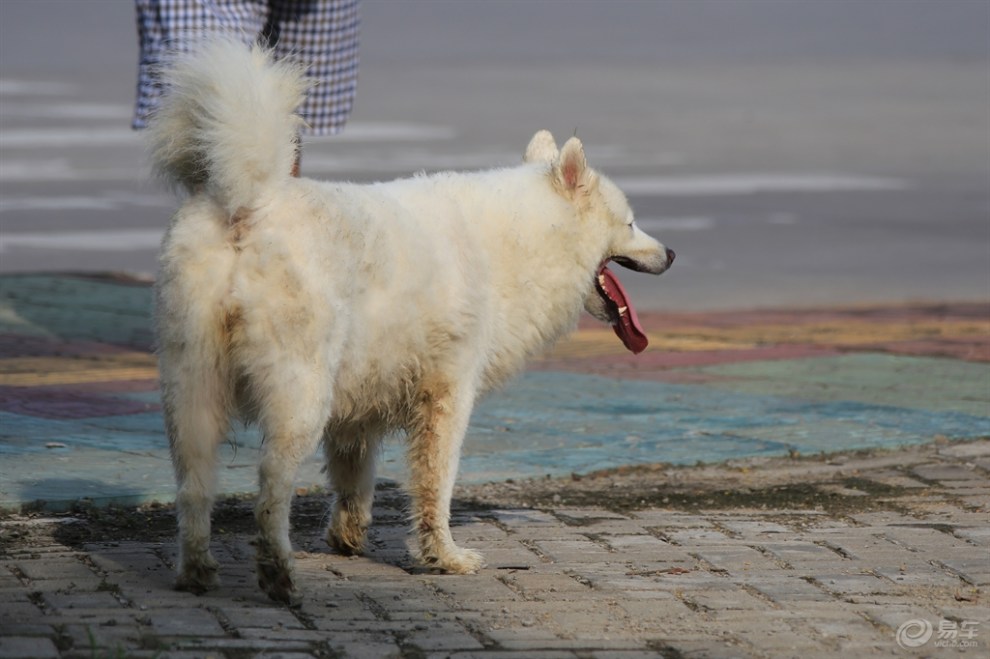 过马路的萨摩耶