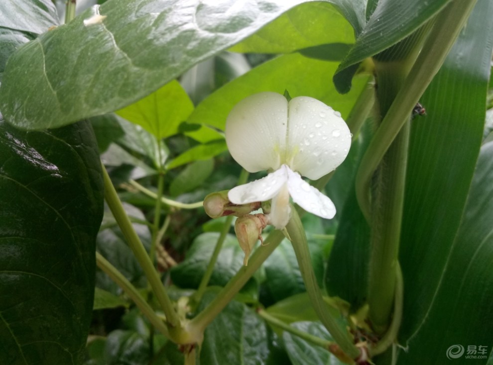 白豆角花